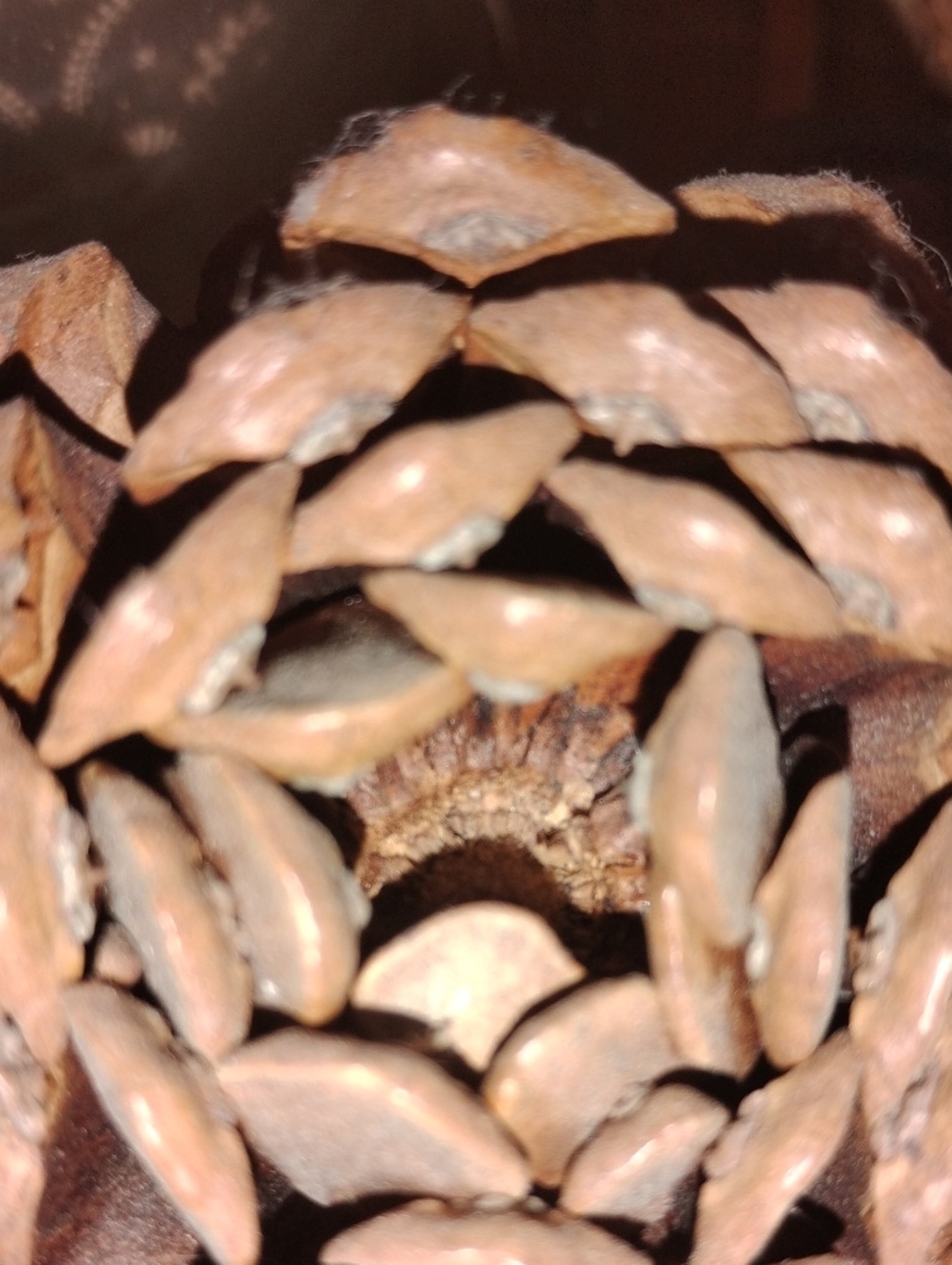 Natural Brown Pinecone Hide for Reptiles - Decorative Enrichment